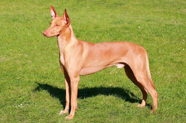Pharaoh Hound